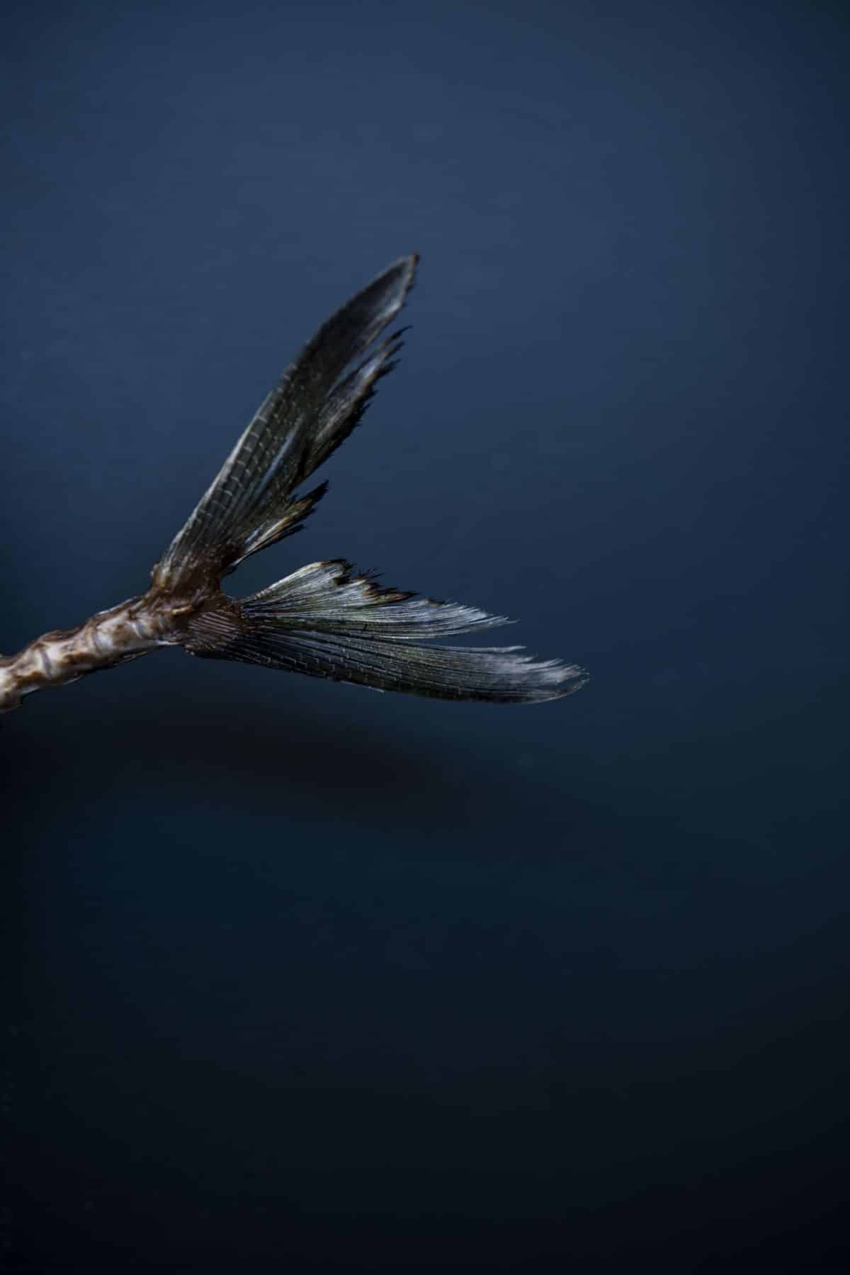 restaurant passionne paris DSC2189 1200x1800 - Un nouveau restaurant au coeur de Paris